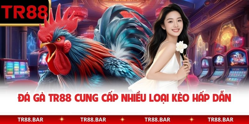 Đá Gà TR88 cung cấp nhiều loại kèo hấp dẫn